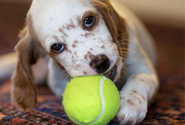 Odor Removal Services