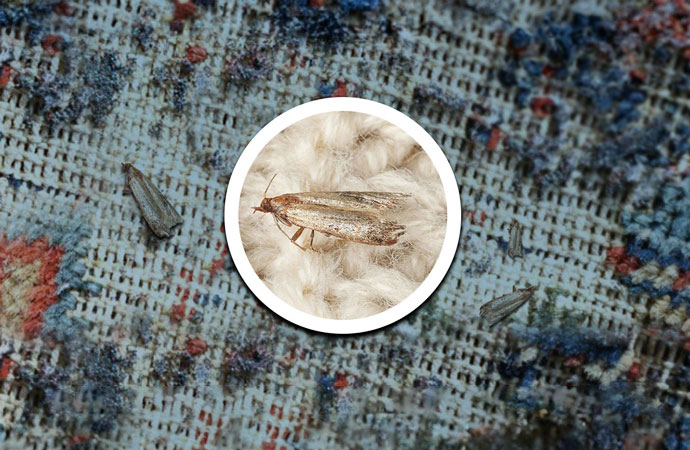 Moth Damage Rug Repair in Bellingham & Mount Vernon