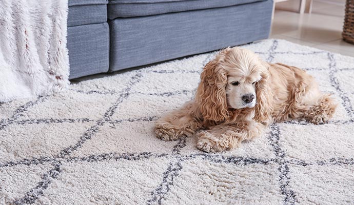 pet on a clean rug