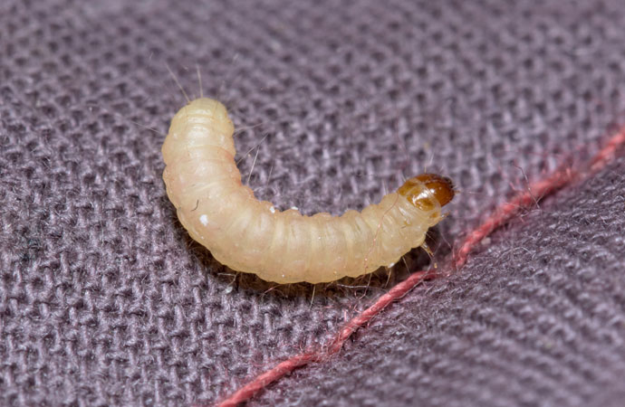 Moth Larvae