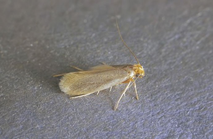 The Webbing Moth